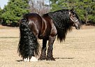 Gypsy Vanner - Horse for Sale in Memphis, TN 38117