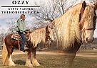 Gypsy Vanner - Horse for Sale in Seymour, MO 65746