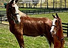 Tennessee Walking - Horse for Sale in Lewisburg, TN 37091