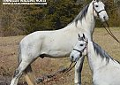 Tennessee Walking - Horse for Sale in Hustonville, KY 37091