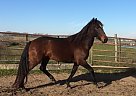 Lusitano - Horse for Sale in Austin, TX 76574