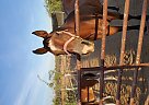 Paint - Horse for Sale in Tonopah, AZ 85354