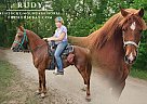 Kentucky Mountain - Horse for Sale in Springfield, OH 45504