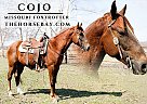 Missouri Fox Trotter - Horse for Sale in Houston, MO 65483