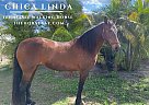 Tennessee Walking - Horse for Sale in Miami, FL 33193