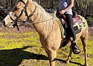 Palomino - Horse for Sale in Detroit, AL 35552