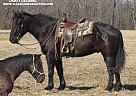 Draft - Horse for Sale in Charleston, IL 61920