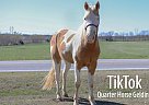 Quarter Horse - Horse for Sale in Monett, MO 65708