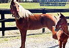 Tennessee Walking - Horse for Sale in Dyersburg, TN 38024