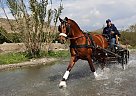 Andalusian - Horse for Sale in Santa Fe De Mondújar,  04420