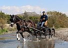 Andalusian - Horse for Sale in Santa Fe De Mondújar,  04420