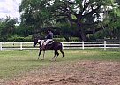 Paint - Horse for Sale in Kissimmee, FL 34744