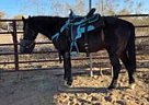 Standardbred - Horse for Sale in Marana, AZ 85653