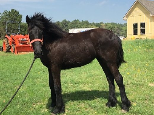 100% Friesian Filly