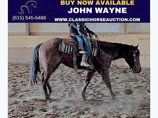 AQHA BAY Roan QH Gelding