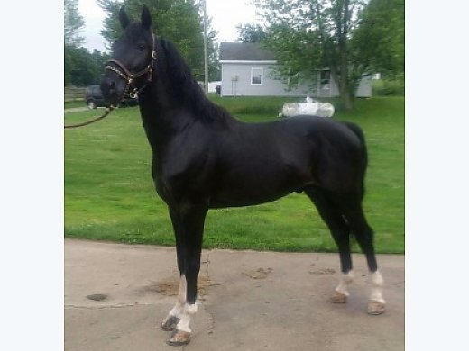 Hackney Stallion Hackney Horse For Sale In Goshen In