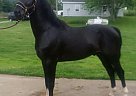 Hackney - Horse for Sale in Goshen, IN 46528