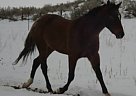 Appaloosa - Horse for Sale in Emmett, ID 