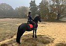 Friesian - Horse for Sale in Nijmegen,  6500