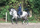 Lipizzan - Horse for Sale in Koege,  4600