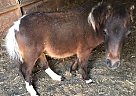 Miniature - Horse for Sale in Ames, IA 50010 Miniature - Horse for Sale in Ames, IA 50010