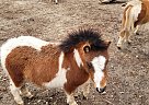 Miniature - Horse for Sale in Ames, IA 50010