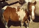 Miniature - Horse for Sale in Ames, IA 50010