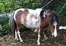 Miniature - Horse for Sale in Ames, IA 50010