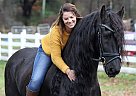 Friesian - Horse for Sale in Bala-Cynwyd, PA 19004