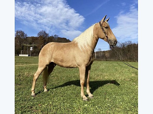 gaited-trail-horse