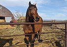 Thoroughbred - Horse for Sale in Saskatoon, SK S7H 0A6