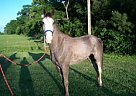 Tennessee Walking - Horse for Sale in Shorter, AL 