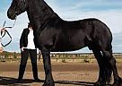 Friesian - Horse for Sale in Newark, NJ 07103