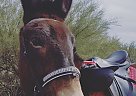 Mule - Horse for Sale in cave-creek, AZ 85331