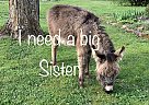 Donkey - Horse for Sale in Louisville, TN 37777