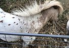 Miniature - Horse for Sale in Ames, IA 50010 Miniature - Horse for Sale in Ames, IA 50010