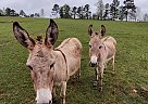 Donkey - Horse for Sale in Valdosta, GA 33868