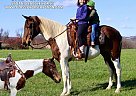 Spotted Saddle - Horse for Sale in LITTLETOWN, PA 17340