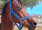 Arabian - Horse for Sale in Pahrump, NV 89060