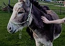 Donkey - Horse for Sale in Jeffersonville, KY 40337 Donkey - Horse for Sale in Jeffersonville, KY 40337