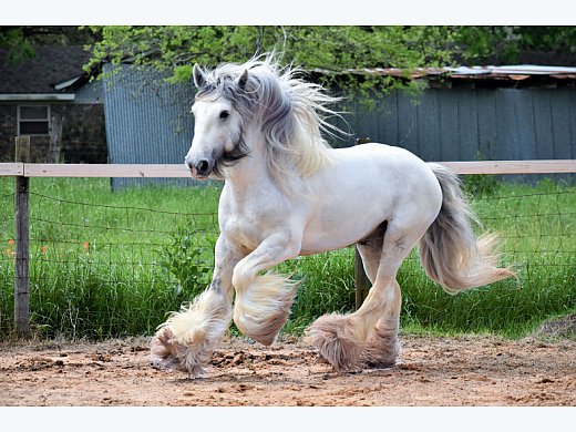 Gypsy Vanner Stallion At Stud