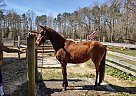 Paso Fino - Horse for Sale in Saluda, VA 23149 Paso Fino - Horse for Sale in Saluda, VA 23149