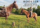 Mule - Horse for Sale in Pine Knot, KY 42635 Mule - Horse for Sale in Pine Knot, KY 42635