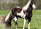 Spotted Saddle - Horse for Sale in Whitley City Ky, KY 42653 Spotted Saddle - Horse for Sale in Whitley City Ky, KY 42653