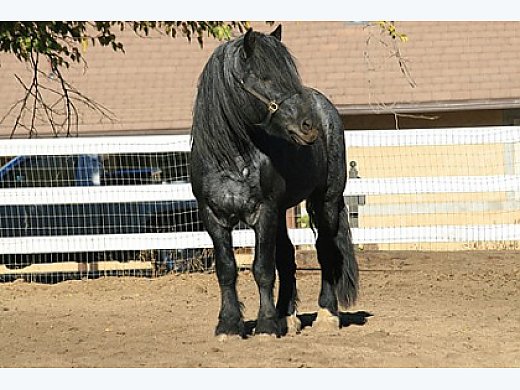 Rare Reg Blue Roan Belgian Stallion - Belgian Warmblood Horse at Stud ...