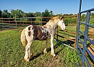 Gypsy Vanner - Horse for Sale in Vienna, GA 31092