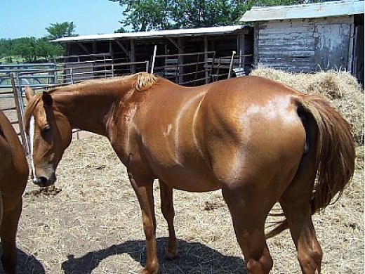 sorrel quarter horse with blaze