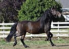 Friesian - Horse for Sale in Valparaiso, IN 46383 Friesian - Horse for Sale in Valparaiso, IN 46383