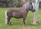 Miniature - Horse for Sale in Ionia, IA 50645