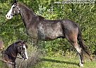 Tennessee Walking - Horse for Sale in Whitley City Ky, TN 42653 Tennessee Walking - Horse for Sale in Whitley City Ky, TN 42653